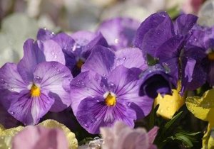 Brighten up Winter with Violas and Pansies
